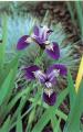 Iris versicolor Kermesina Sumpfschwertlilie